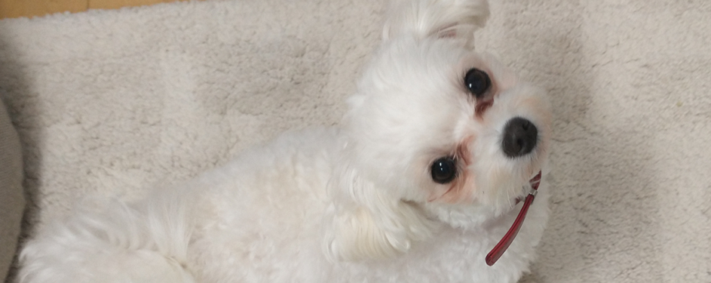 こむぎの日記帳について マルプーこむぎの日記帳