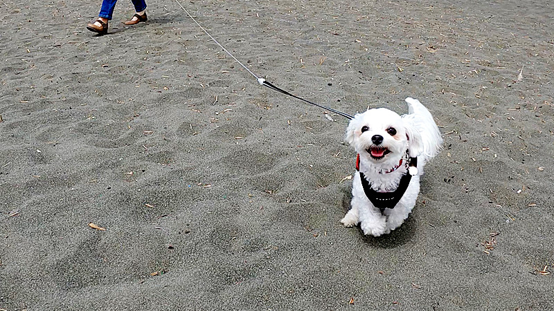 お散歩はダブルリードで愛犬も飼い主も安心 事故防止につながる愛犬の命綱 マルプーこむぎの日記帳